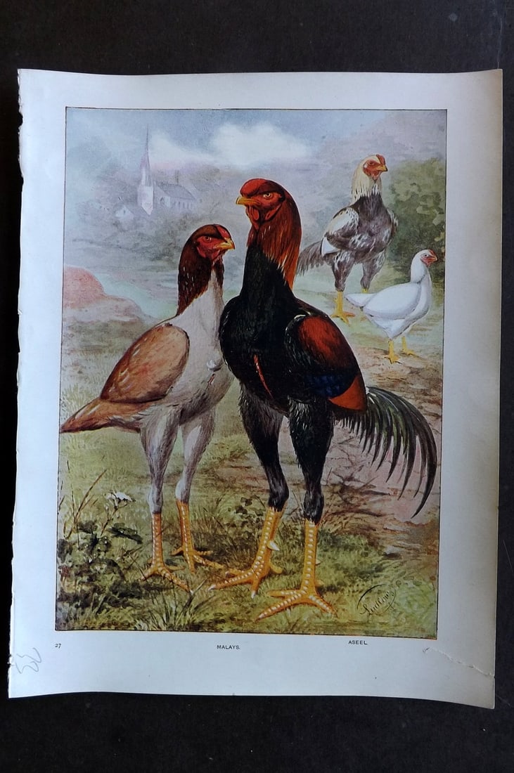 Ludlow, J. W. C1910 Antique Poultry Print. Malays (1 of 1)