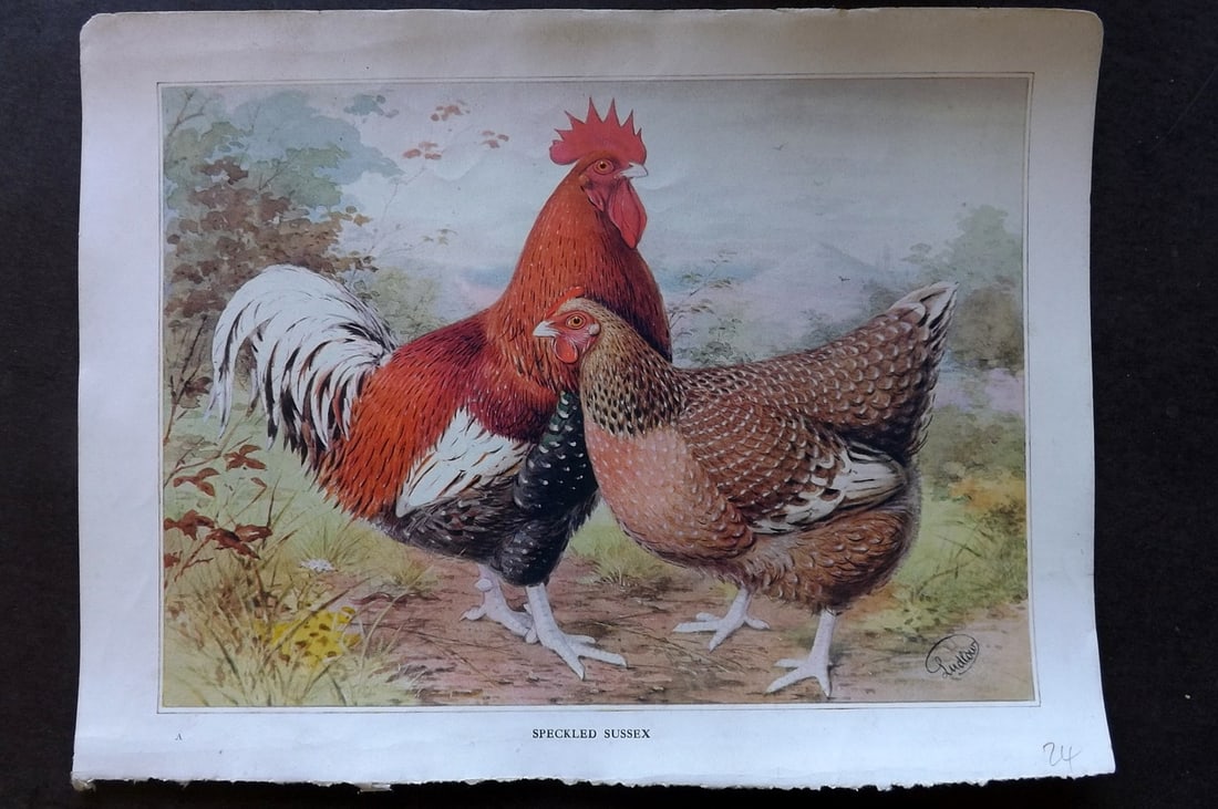 Ludlow, J. W. C1910 Antique Poultry Print. Speckled Sussex (1 of 1)