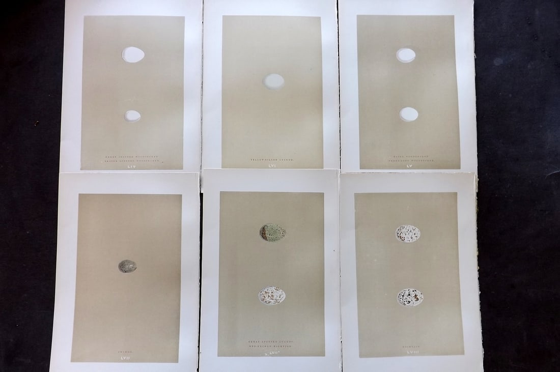 Morris, Francis 1896 Lot of 6 Antique Bird Egg Prints: Woodblocks Published 1870, London for "A Natural History of the Nests and Eggs of British Birds" By the Rev. Francis Orpen Morris, printed Benjamin Fawcett. Paper Size: 10 x 7 nch (26 x 18cm) Good Con