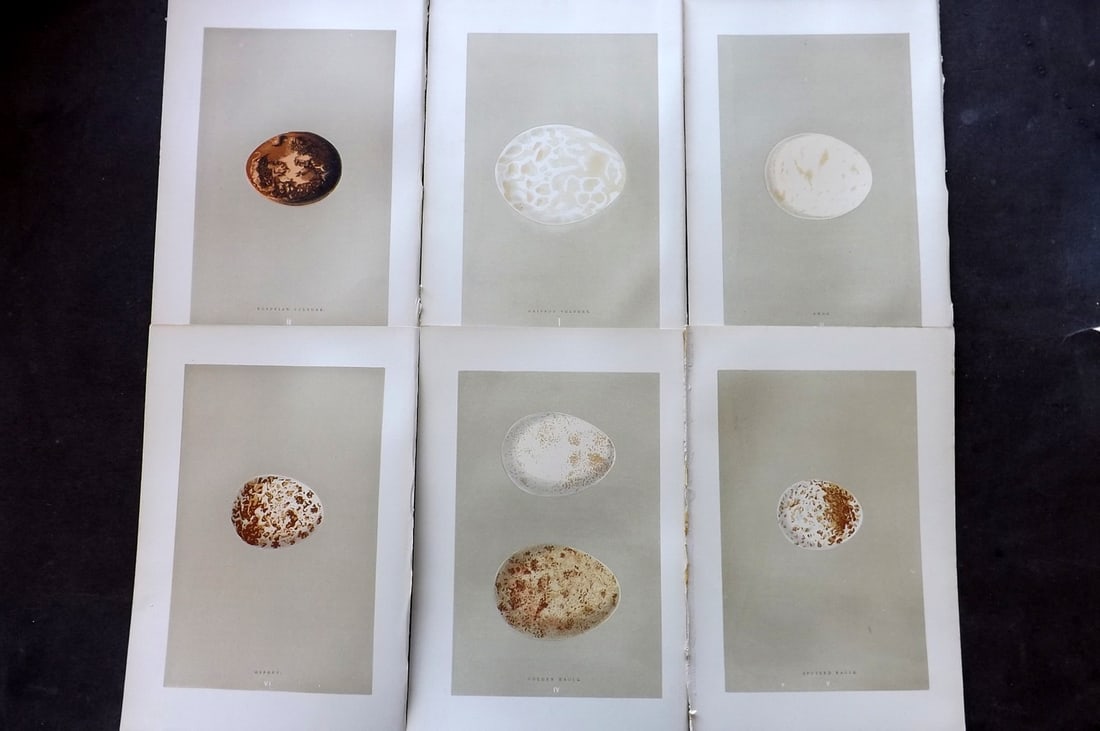 Morris, Francis 1896 Lot of 6 Antique Bird Egg Prints: Woodblocks Published 1870, London for "A Natural History of the Nests and Eggs of British Birds" By the Rev. Francis Orpen Morris, printed Benjamin Fawcett. Paper Size: 10 x 7 nch (26 x 18cm) Good Con