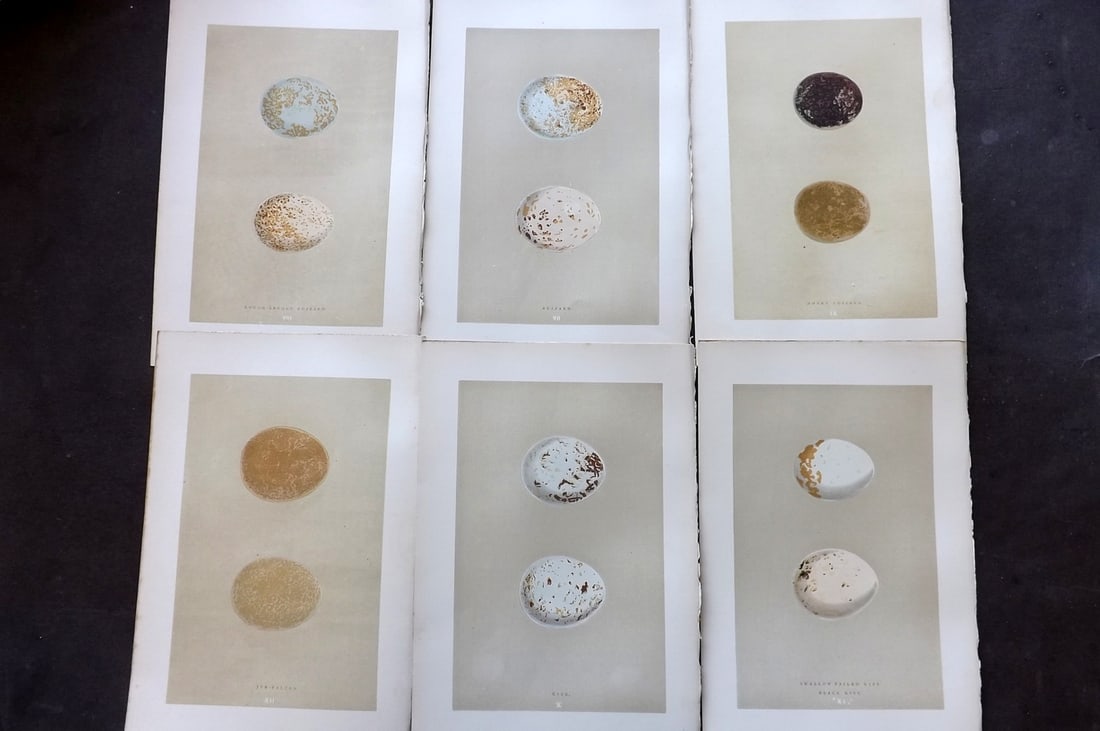Morris, Francis 1896 Lot of 6 Antique Bird Egg Prints: Woodblocks Published 1870, London for "A Natural History of the Nests and Eggs of British Birds" By the Rev. Francis Orpen Morris, printed Benjamin Fawcett. Paper Size: 10 x 7 nch (26 x 18cm) Good Con