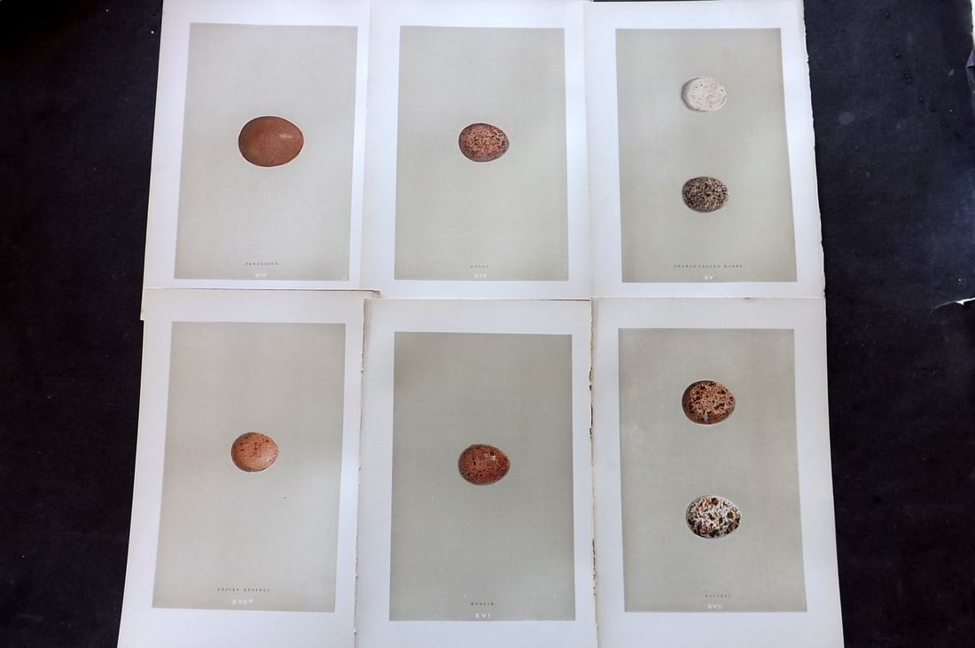 Morris, Francis 1896 Lot of 6 Antique Bird Egg Prints: Woodblocks Published 1870, London for "A Natural History of the Nests and Eggs of British Birds" By the Rev. Francis Orpen Morris, printed Benjamin Fawcett. Paper Size: 10 x 7 nch (26 x 18cm) Good Con