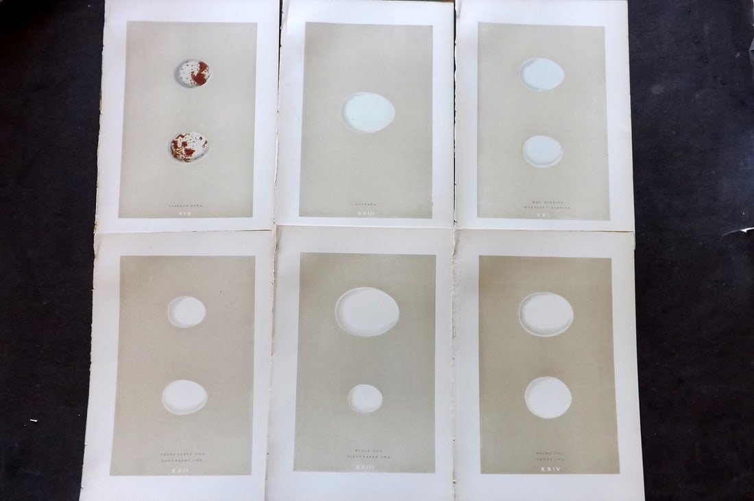 Morris, Francis 1896 Lot of 6 Antique Bird Egg Prints: Woodblocks Published 1870, London for "A Natural History of the Nests and Eggs of British Birds" By the Rev. Francis Orpen Morris, printed Benjamin Fawcett. Paper Size: 10 x 7 nch (26 x 18cm) Good Con