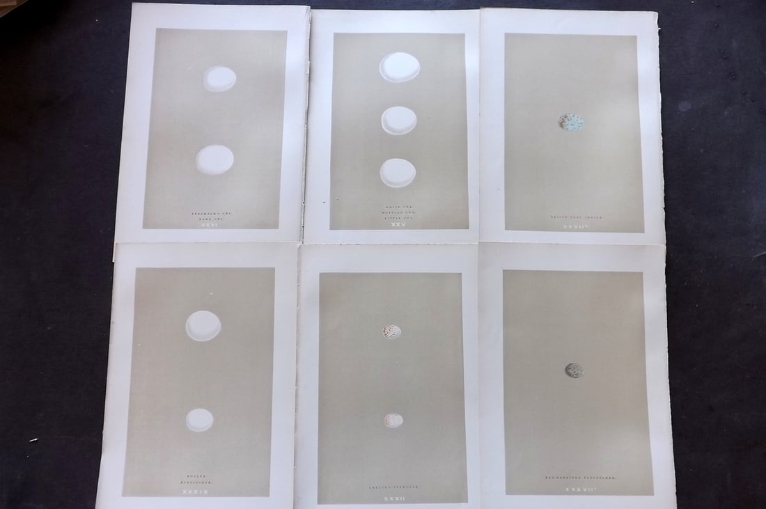 Morris, Francis 1896 Lot of 6 Antique Bird Egg Prints: Woodblocks Published 1870, London for "A Natural History of the Nests and Eggs of British Birds" By the Rev. Francis Orpen Morris, printed Benjamin Fawcett. Paper Size: 10 x 7 nch (26 x 18cm) Good Con