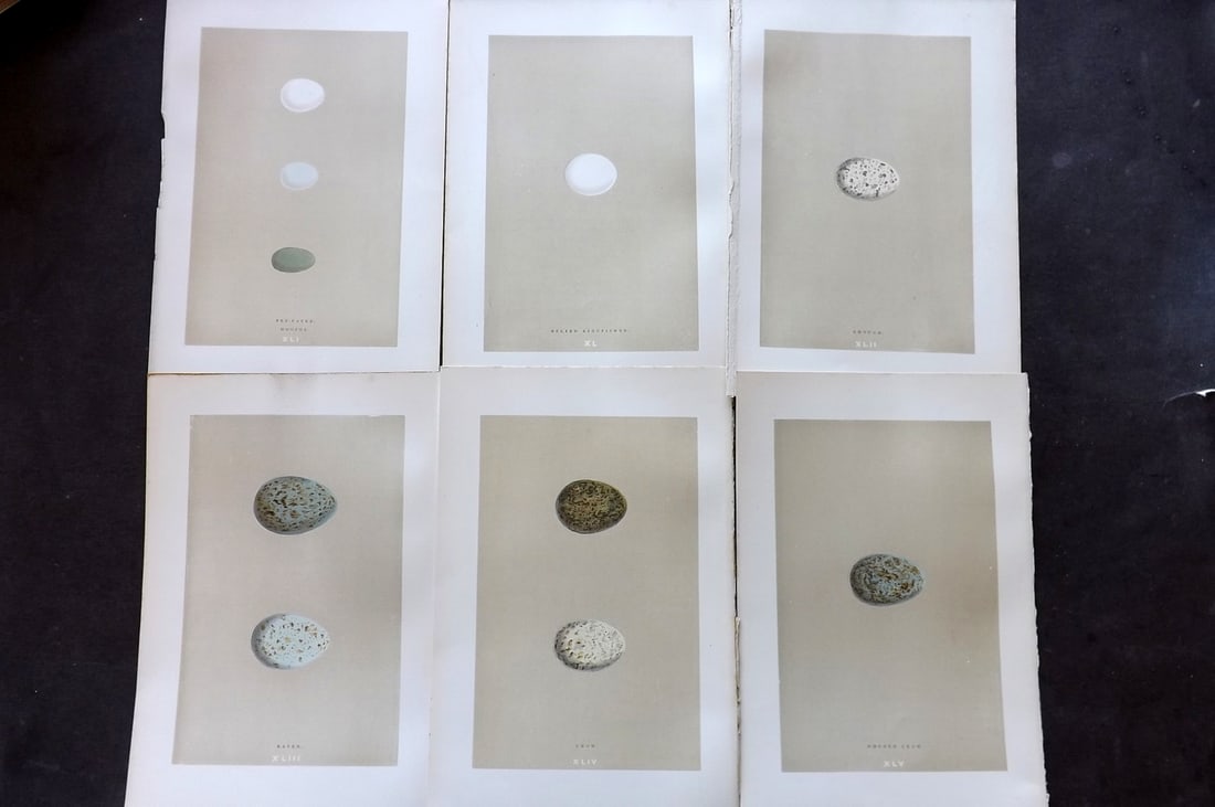 Morris, Francis 1896 Lot of 6 Antique Bird Egg Prints: Woodblocks Published 1870, London for "A Natural History of the Nests and Eggs of British Birds" By the Rev. Francis Orpen Morris, printed Benjamin Fawcett. Paper Size: 10 x 7 nch (26 x 18cm) Good Con