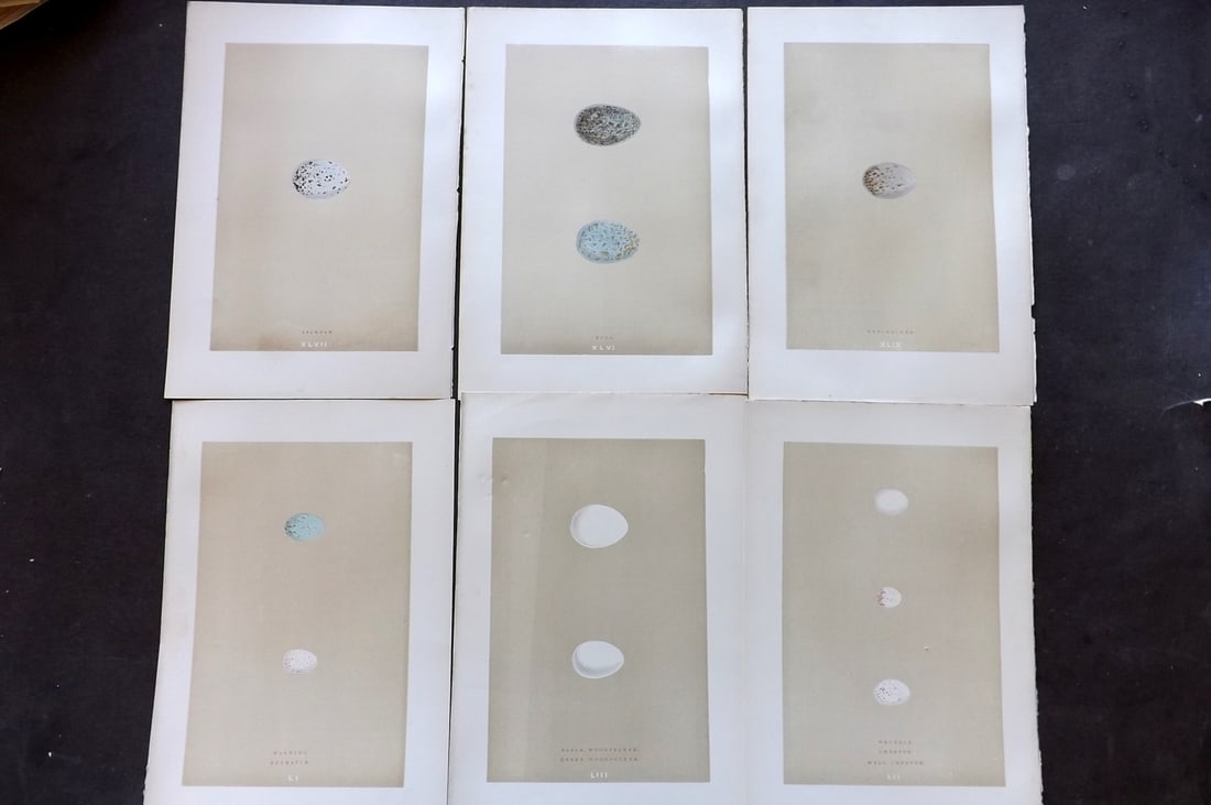 Morris, Francis 1896 Lot of 6 Antique Bird Egg Prints: Woodblocks Published 1870, London for "A Natural History of the Nests and Eggs of British Birds" By the Rev. Francis Orpen Morris, printed Benjamin Fawcett. Paper Size: 10 x 7 nch (26 x 18cm) Good Con