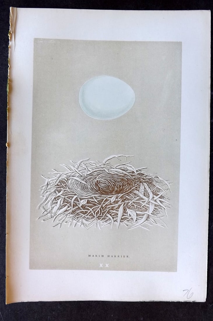 Morris, Francis 1896 Antique Bird Nest Print. Marsh Harrier 20: Woodblocks Published 1870, London for "A Natural History of the Nests and Eggs of British Birds" By the Rev. Francis Orpen Morris, printed Benjamin Fawcett. Paper Size: 10 x 7 nch (26 x 18cm) Good Con