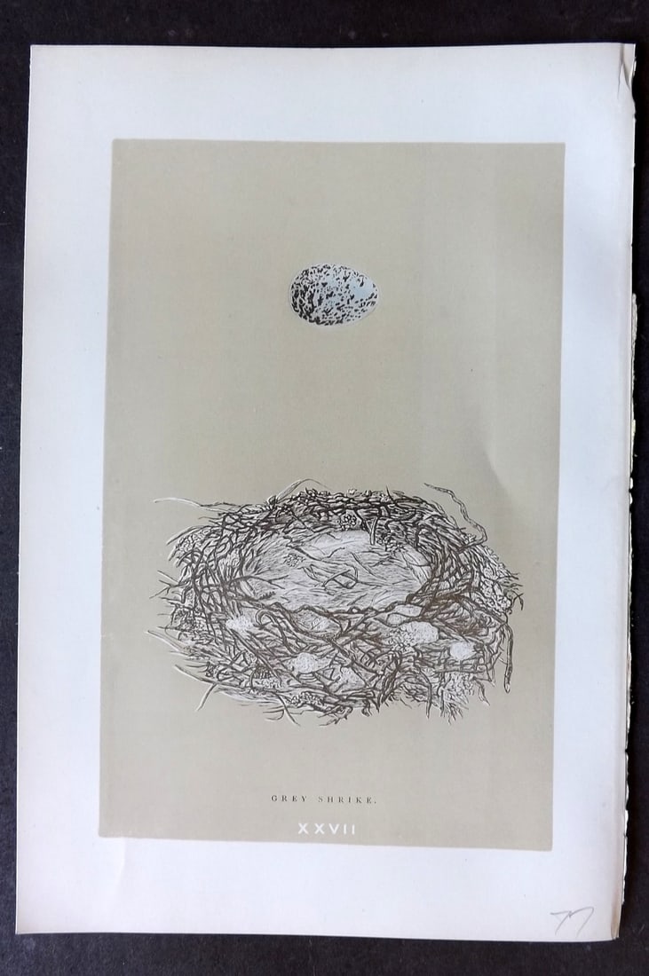 Morris, Francis 1896 Antique Bird Nest Print. Grey Shrike 27: Woodblocks Published 1870, London for "A Natural History of the Nests and Eggs of British Birds" By the Rev. Francis Orpen Morris, printed Benjamin Fawcett. Paper Size: 10 x 7 nch (26 x 18cm) Good Con