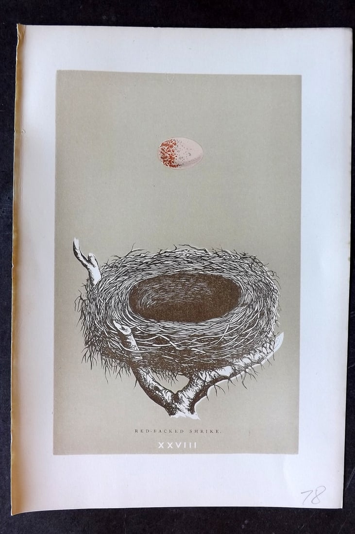 Morris, Francis 1896 Antique Bird Nest Print. Red Backed Shrike 28: Woodblocks Published 1870, London for "A Natural History of the Nests and Eggs of British Birds" By the Rev. Francis Orpen Morris, printed Benjamin Fawcett. Paper Size: 10 x 7 nch (26 x 18cm) Good Con
