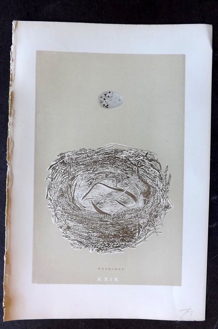 Morris, Francis 1896 Antique Bird Nest Print. Woodchat 29: Woodblocks Published 1870, London for "A Natural History of the Nests and Eggs of British Birds" By the Rev. Francis Orpen Morris, printed Benjamin Fawcett. Paper Size: 10 x 7 nch (26 x 18cm) Good Con