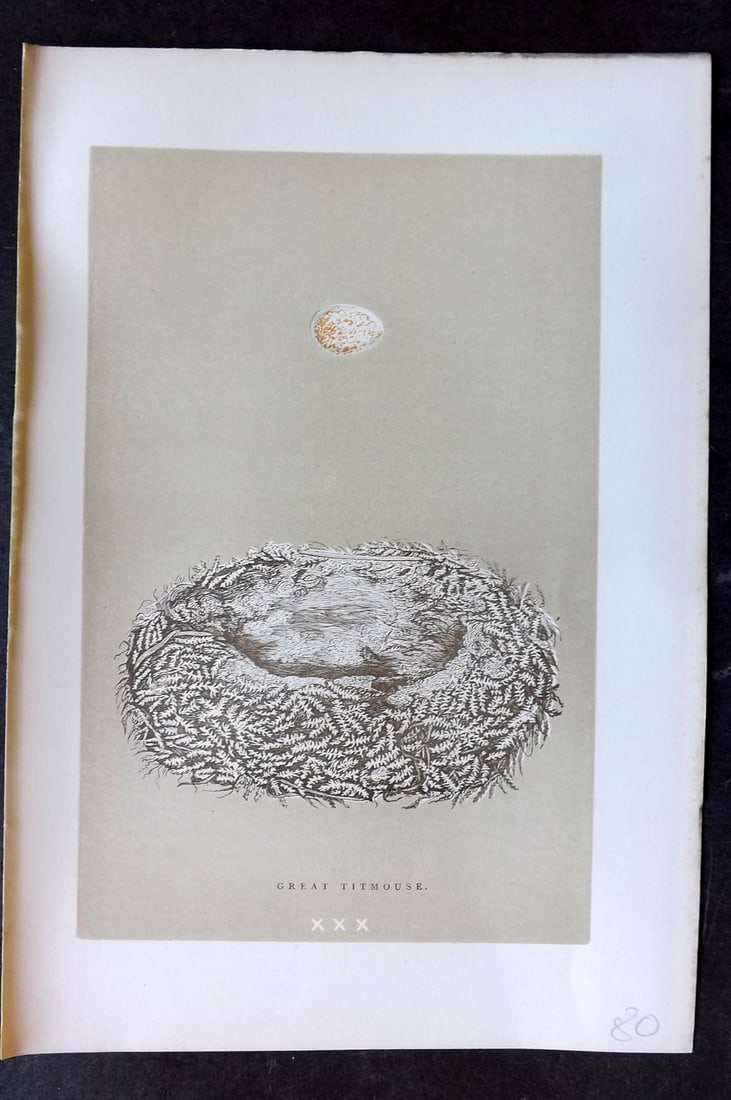 Morris, Francis 1896 Antique Bird Nest Print. Great Titmouse 30: Woodblocks Published 1870, London for "A Natural History of the Nests and Eggs of British Birds" By the Rev. Francis Orpen Morris, printed Benjamin Fawcett. Paper Size: 10 x 7 nch (26 x 18cm) Good Con