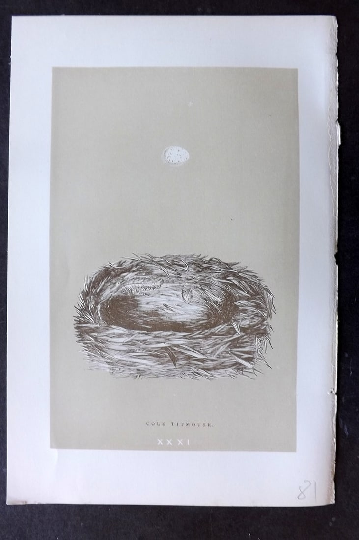 Morris, Francis 1896 Antique Bird Nest Print. Cole Titmouse 31 (1 of 1)