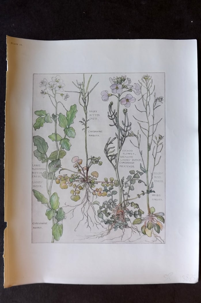 Adams, Harriet Isabel 1907 Art Nouveau Botanical Print. Bitter Cress, Ladies Smock, Rock Cress 12: Offset Lithograph Published 1907-10, London for "Wild Flowers of British Isles" by Harriet Isabel Adams. Scarce. Paper Size: 11 x 8.5 inch (28 x 22cm) Good Condition