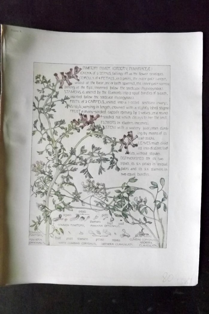 Adams, Harriet Isabel 1907 Art Nouveau Botanical Print. Fumitory Family 08: Offset Lithograph Published 1907-10, London for "Wild Flowers of British Isles" by Harriet Isabel Adams. Scarce. Paper Size: 11 x 8.5 inch (28 x 22cm) Good Condition