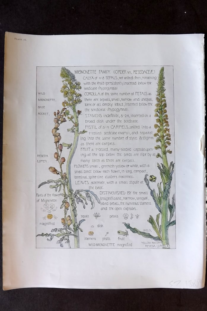 Adams, Harriet Isabel 1907 Art Nouveau Botanical Print. Mignonette Family 16: Offset Lithograph Published 1907-10, London for "Wild Flowers of British Isles" by Harriet Isabel Adams. Scarce. Paper Size: 11 x 8.5 inch (28 x 22cm) Good Condition