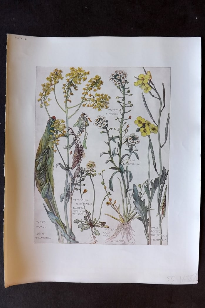 Adams, Harriet Isabel 1907 Art Nouveau Botanical. Dyer's Woad, Sweet Alyssum, Wall Rocket 14 (1 of 1)