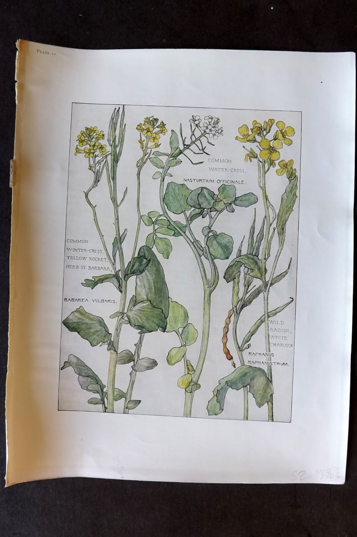 Adams, Harriet Isabel 1907 Art Nouveau Botanical. Water Cress, Yellow Rocket, Wild Radish 11: Offset Lithograph Published 1907-10, London for "Wild Flowers of British Isles" by Harriet Isabel Adams. Scarce. Paper Size: 11 x 8.5 inch (28 x 22cm) Good Condition