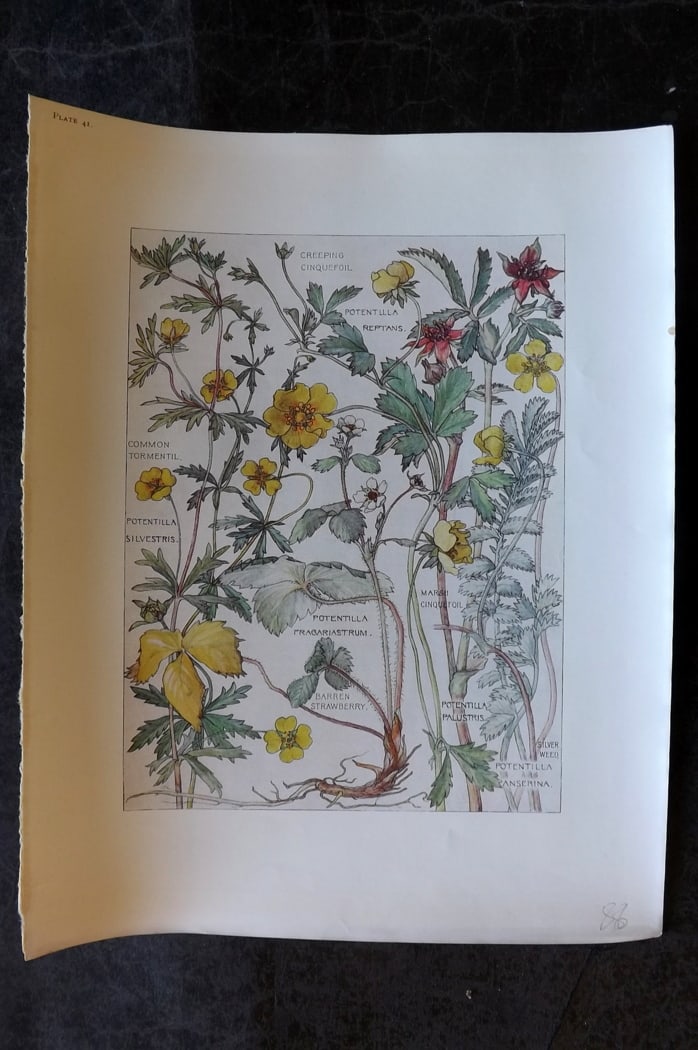 Adams, Harriet Isabel 1907 Botanical Print. Barren Strawberry, Cinquefoil, Tormentil 41 (1 of 1)