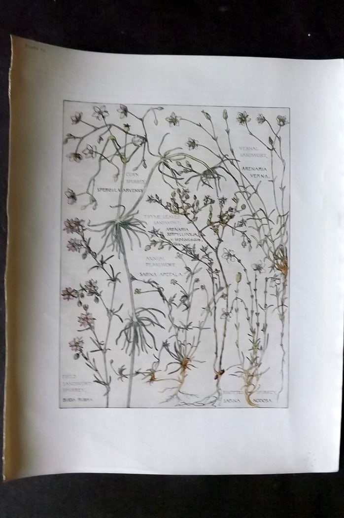 Adams, Harriet Isabel 1907 Botanical Print. Spurrey, Sandwort 25: Offset Lithograph Published 1907-10, London for "Wild Flowers of British Isles" by Harriet Isabel Adams. Scarce. Paper Size: 11 x 8.5 inch (28 x 22cm) Good Condition