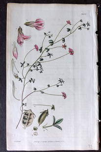 Curtis, William 1828 Hand Col Botanical Print. Small Leaved Lotus 2808: Hand Colored Engraving/Etching Published 1787-1904, London for "The Botanical Magazine; or Flower-Garden Displayed" and later "Curtis's Botanical Magazine..." by William Curtis, continued by John Simm
