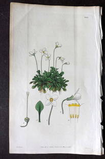 Curtis, William 1828 HCol Botanical Print. Thyme Leaved Houstonia 2822: Antique Engraving/Etching Published 1787-1904, London for "The Botanical Magazine; or Flower-Garden Displayed" and later "Curtis's Botanical Magazine..." by William Curtis, continued by John Simms and