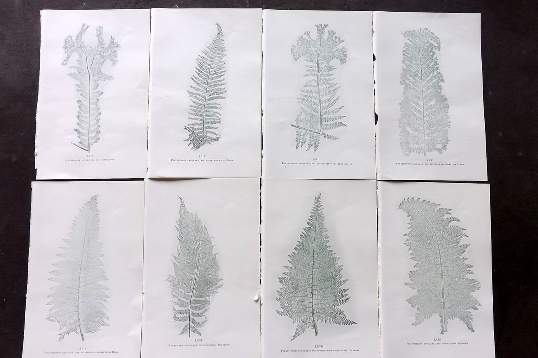 Druery, Charles C1910 Lot of 8 Nature Printed Ferns: Nature Printed Offset Lithographs Published C1910, London for "British Ferns and Their Varieties" by Charles Druery. Paper Size: 8.5 x 5 inch (22 x 13cm) Unrelated text to reverse. Good Condition