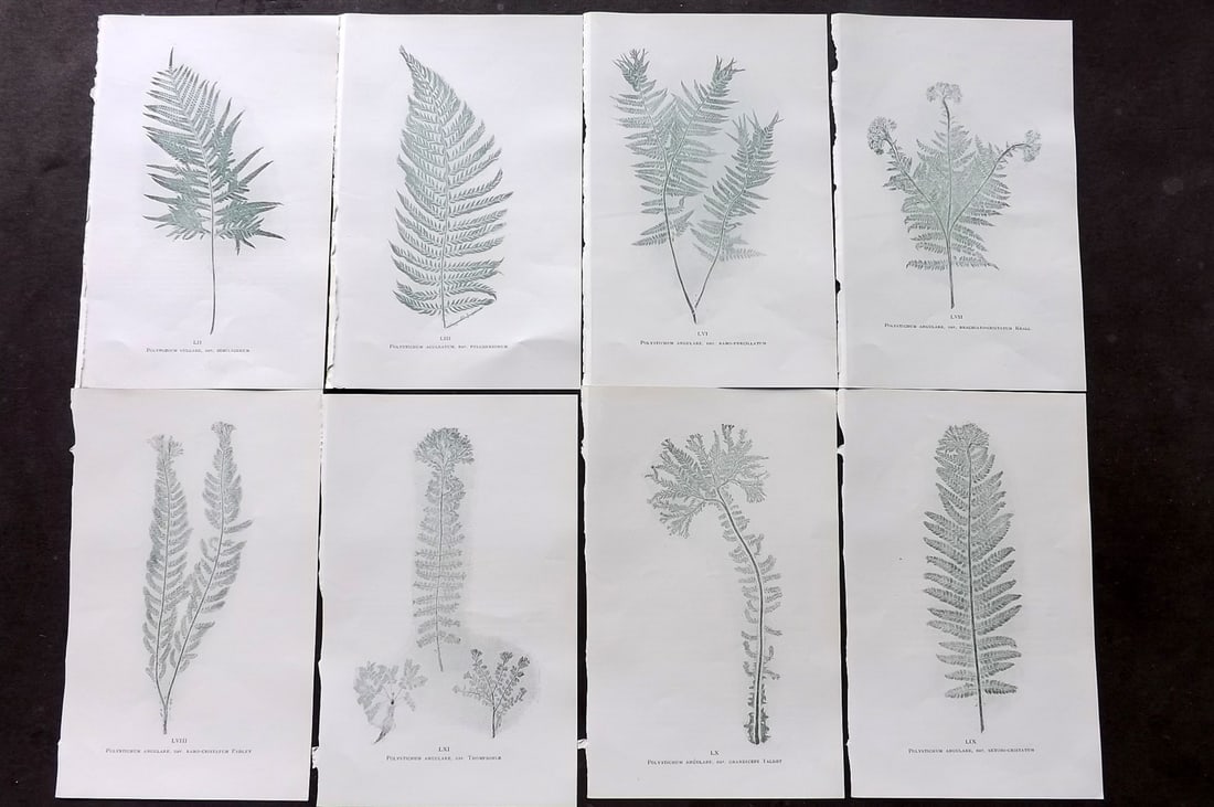 Druery, Charles C1910 Lot of 8 Nature Printed Ferns: Nature Printed Offset Lithographs Published C1910, London for "British Ferns and Their Varieties" by Charles Druery. Paper Size: 8.5 x 5 inch (22 x 13cm) Unrelated text to reverse. Good Condition