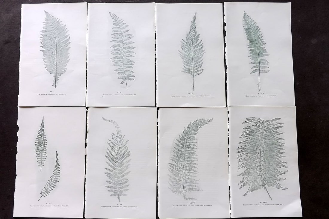 Druery, Charles C1910 Lot of 8 Nature Printed Ferns: Nature Printed Offset Lithographs Published C1910, London for "British Ferns and Their Varieties" by Charles Druery. Paper Size: 8.5 x 5 inch (22 x 13cm) Unrelated text to reverse. Good Condition