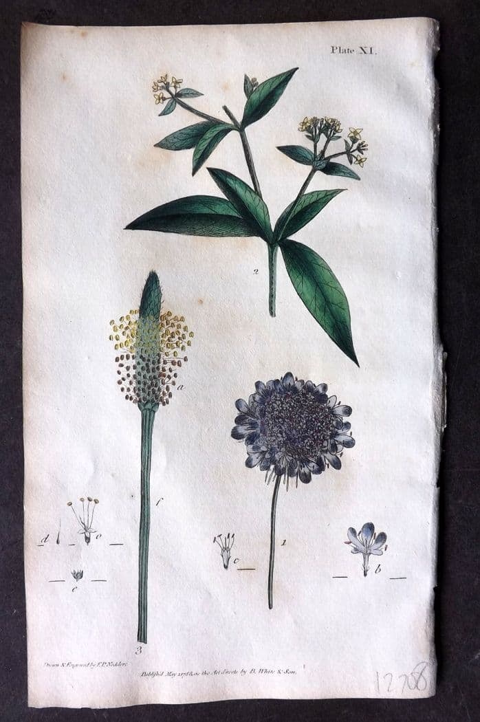 Nodder & Martyn 1815 Hand Col Botanical Print. Floweing Rush, Fraxinella 16: Antique Copper Plate Published 1815, London for "Thirty-eight Plates, with Explanations, Intended to Illustrate Linnaeus's System of Vegetables" by Thomas Martyn. Drawn & Engraved by Frederick Polydor