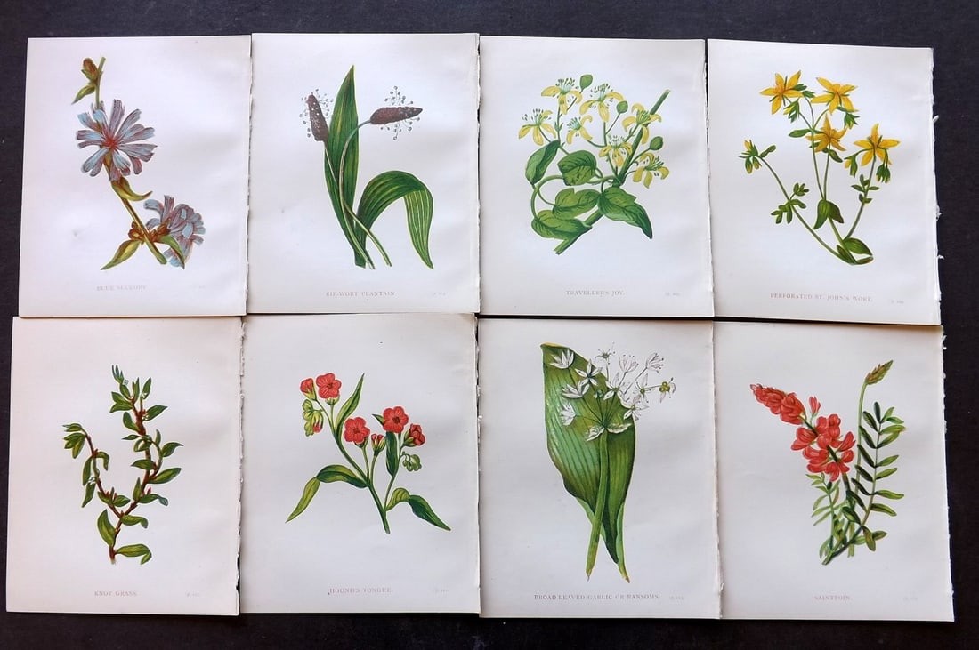 Pratt, Anne 1898 Lot of 8 Antique Botanical Prints: Colour Printed Woodblock Published 1898, London for "Wild Flowers" by Anne Pratt. Paper Size: 5.5 x 4 inch (14 x 11cm) Good Condition