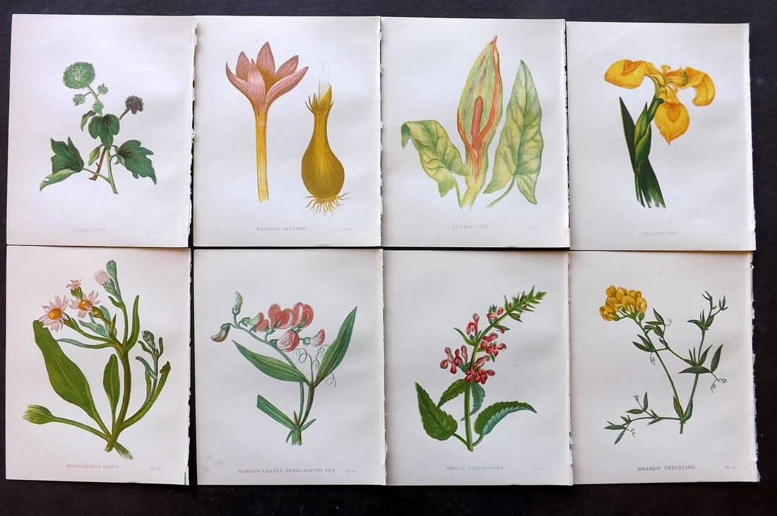 Pratt, Anne 1898 Lot of 8 Antique Botanical Prints: Colour Printed Woodblock Published 1898, London for "Wild Flowers" by Anne Pratt. Paper Size: 5.5 x 4 inch (14 x 11cm) Good Condition