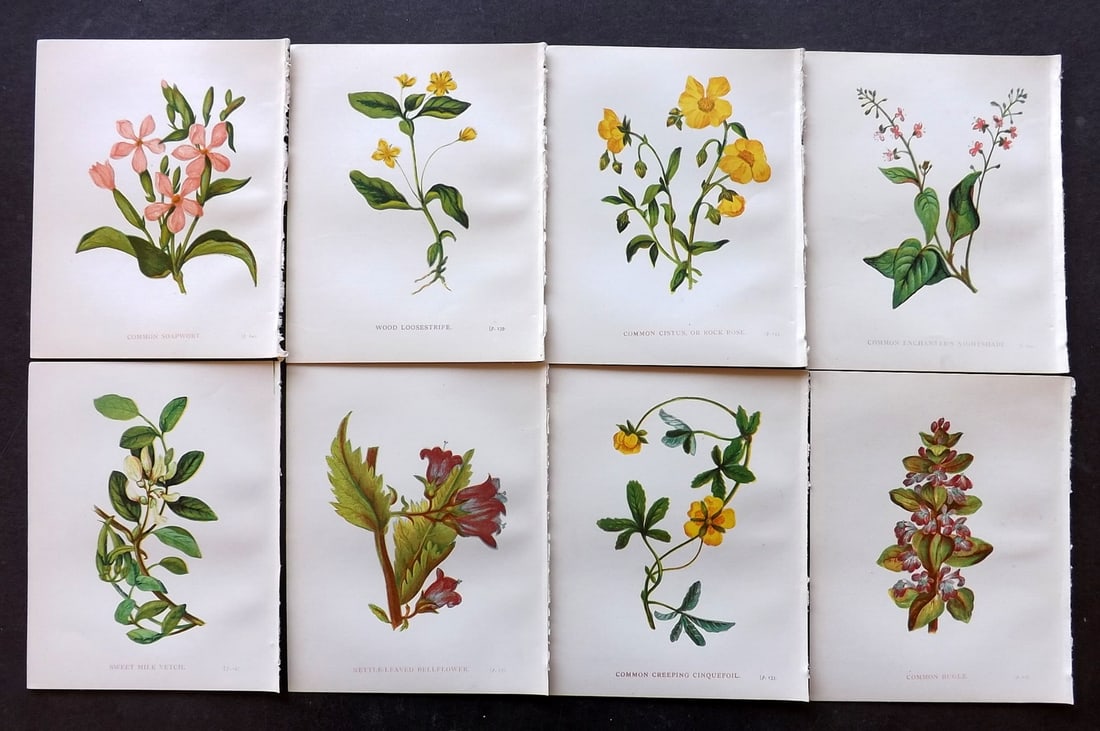 Pratt, Anne 1898 Lot of 8 Antique Botanical Prints: Colour Printed Woodblock Published 1898, London for "Wild Flowers" by Anne Pratt. Paper Size: 5.5 x 4 inch (14 x 11cm) Good Condition