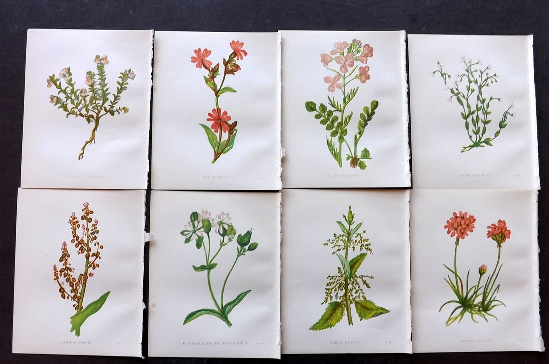Pratt, Anne 1898 Lot of 8 Antique Botanical Prints: Colour Printed Woodblock Published 1898, London for "Wild Flowers" by Anne Pratt. Paper Size: 5.5 x 4 inch (14 x 11cm) Good Condition