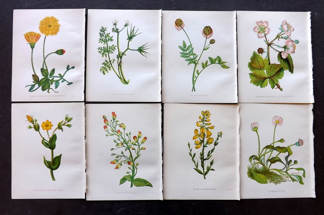Pratt, Anne 1898 Lot of 8 Antique Botanical Prints: Colour Printed Woodblock Published 1898, London for "Wild Flowers" by Anne Pratt. Paper Size: 5.5 x 4 inch (14 x 11cm) Good Condition