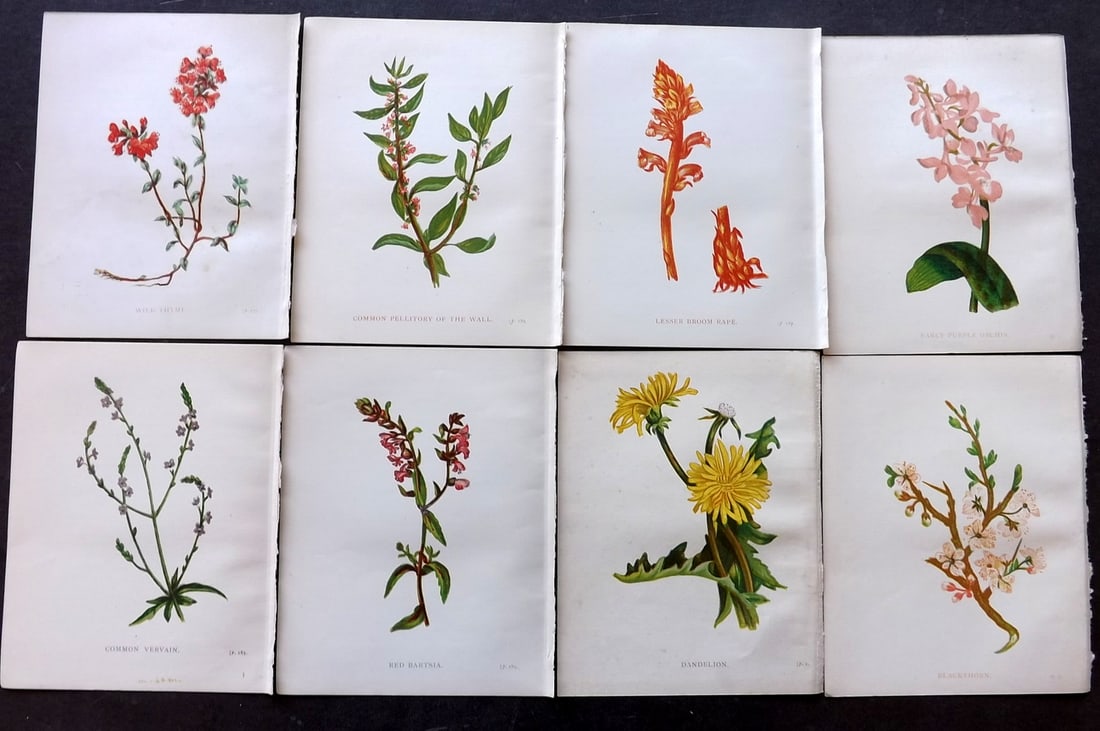 Pratt, Anne 1898 Lot of 8 Antique Botanical Prints: Colour Printed Woodblock Published 1898, London for "Wild Flowers" by Anne Pratt. Paper Size: 5.5 x 4 inch (14 x 11cm) Good Condition