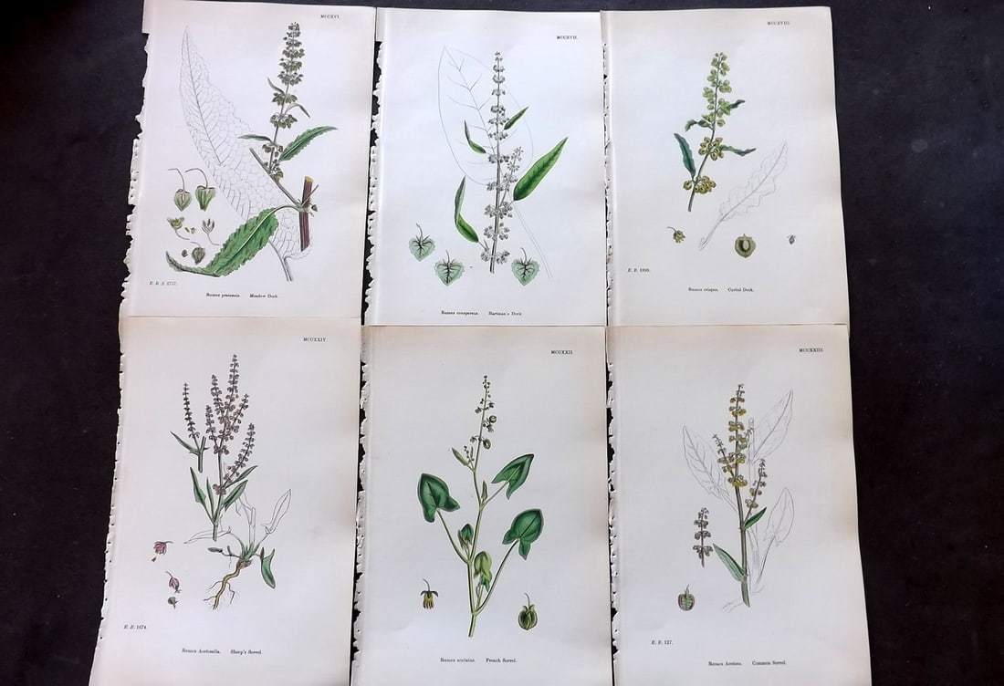 Sowerby, James 1873 Lot of 6 Hand Colored Botanical Prints (1 of 2)