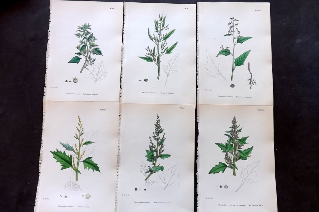 Sowerby, James 1873 Lot of 6 Hand Colored Botanical Prints (1 of 2)