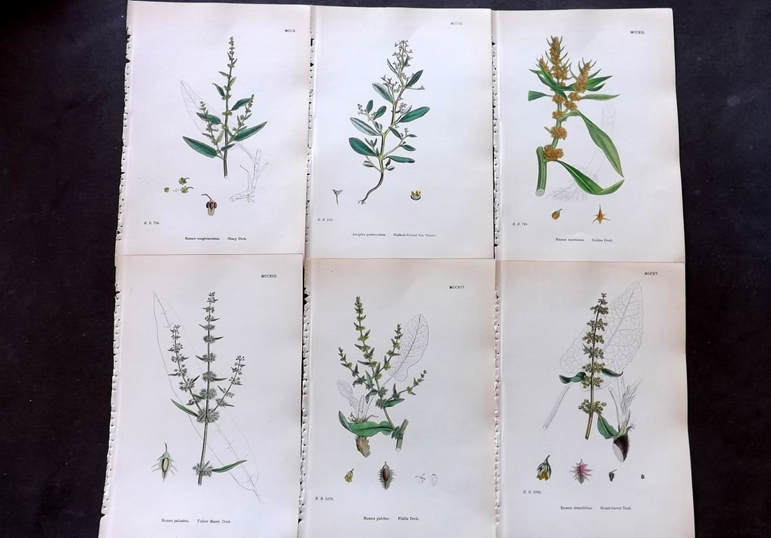 Sowerby, James 1873 Lot of 6 Hand Colored Botanical Prints (1 of 2)