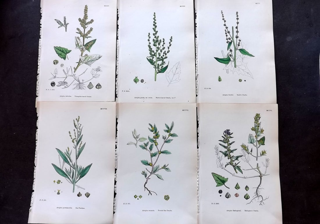 Sowerby, James 1873 Lot of 6 Hand Colored Botanical Prints (1 of 2)