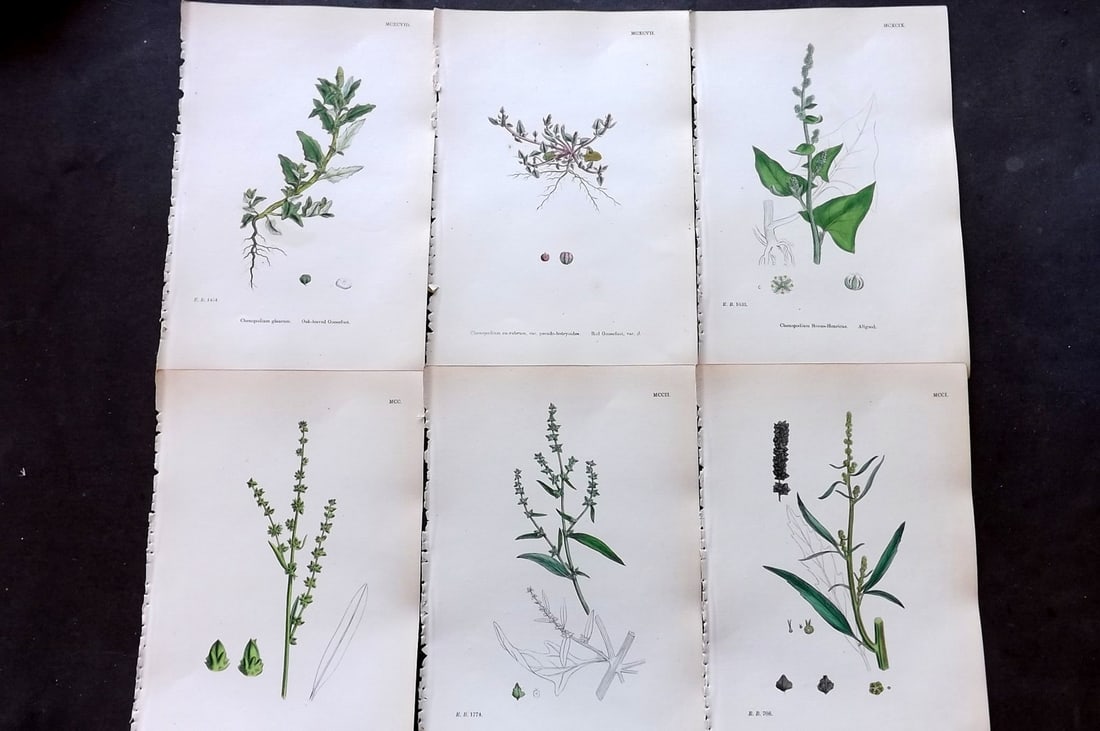 Sowerby, James 1873 Lot of 6 Hand Colored Botanical Prints: Hand Colored Lithographs Published 1863-86, London for "English Botany" by John & James Sowerby. Paper Size: 10 x 6.5 inch (25 x 17cm) Good Condition