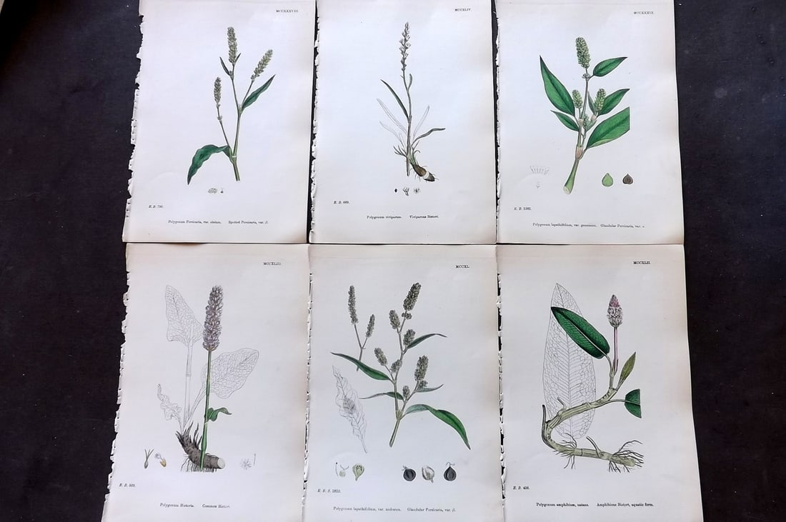 Sowerby, James 1873 Lot of 6 Hand Colored Botanical Prints: Hand Colored Lithographs Published 1863-86, London for "English Botany" by John & James Sowerby. Paper Size: 10 x 6.5 inch (25 x 17cm) Good Condition