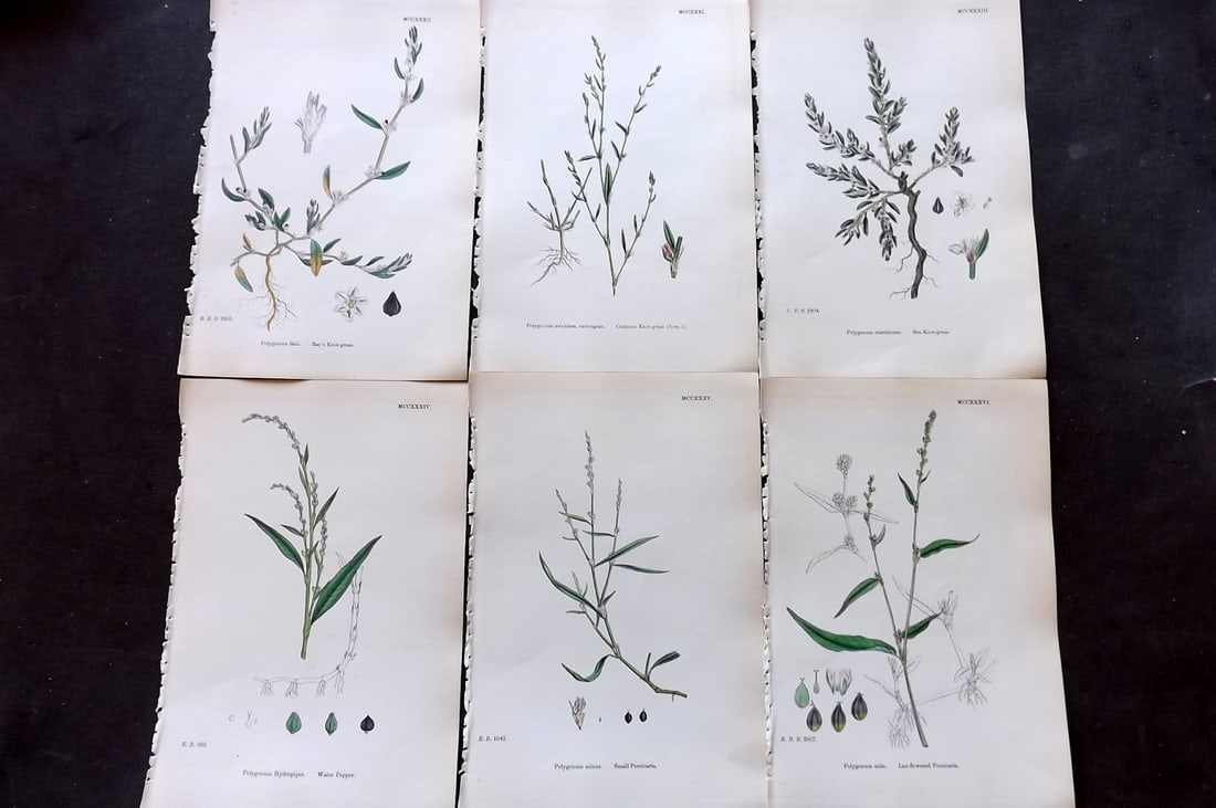 Sowerby, James 1873 Lot of 6 Hand Colored Botanical Prints: Hand Colored Lithographs Published 1863-86, London for "English Botany" by John & James Sowerby. Paper Size: 10 x 6.5 inch (25 x 17cm) Good Condition