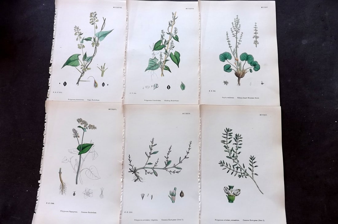 Sowerby, James 1873 Lot of 6 Hand Colored Botanical Prints: Hand Colored Lithographs Published 1863-86, London for "English Botany" by John & James Sowerby. Paper Size: 10 x 6.5 inch (25 x 17cm) Good Condition