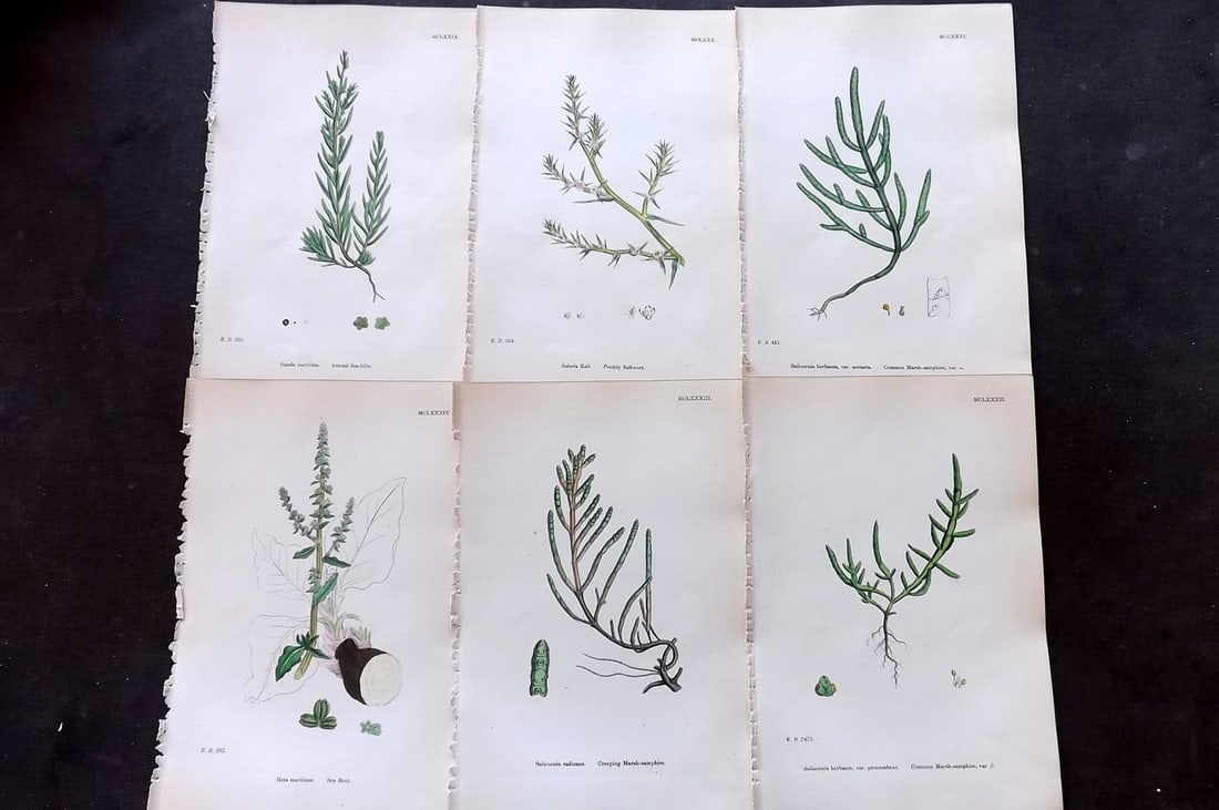 Sowerby, James 1873 Lot of 6 Hand Colored Botanical Prints: Hand Colored Lithographs Published 1863-86, London for "English Botany" by John & James Sowerby. Paper Size: 10 x 6.5 inch (25 x 17cm) Good Condition