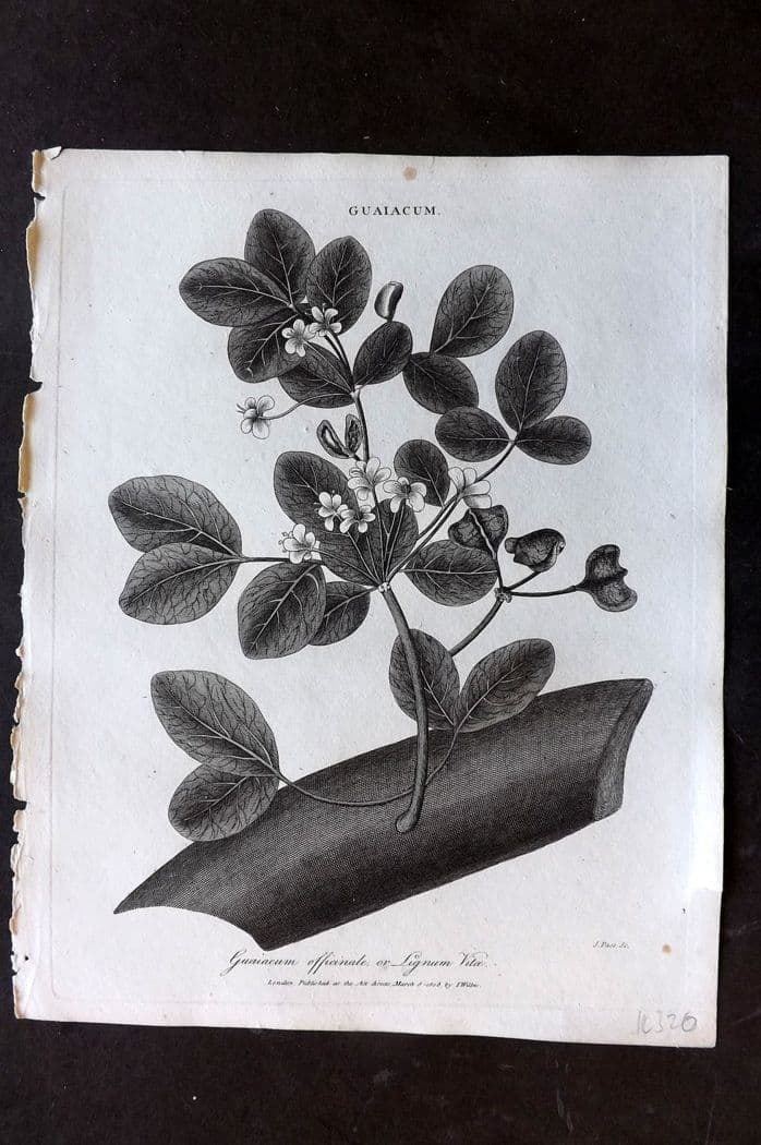 Wilkes, John 1808 Antique Botanical Print. Guaiacum Officinale or Lignum Vitae (1 of 1)