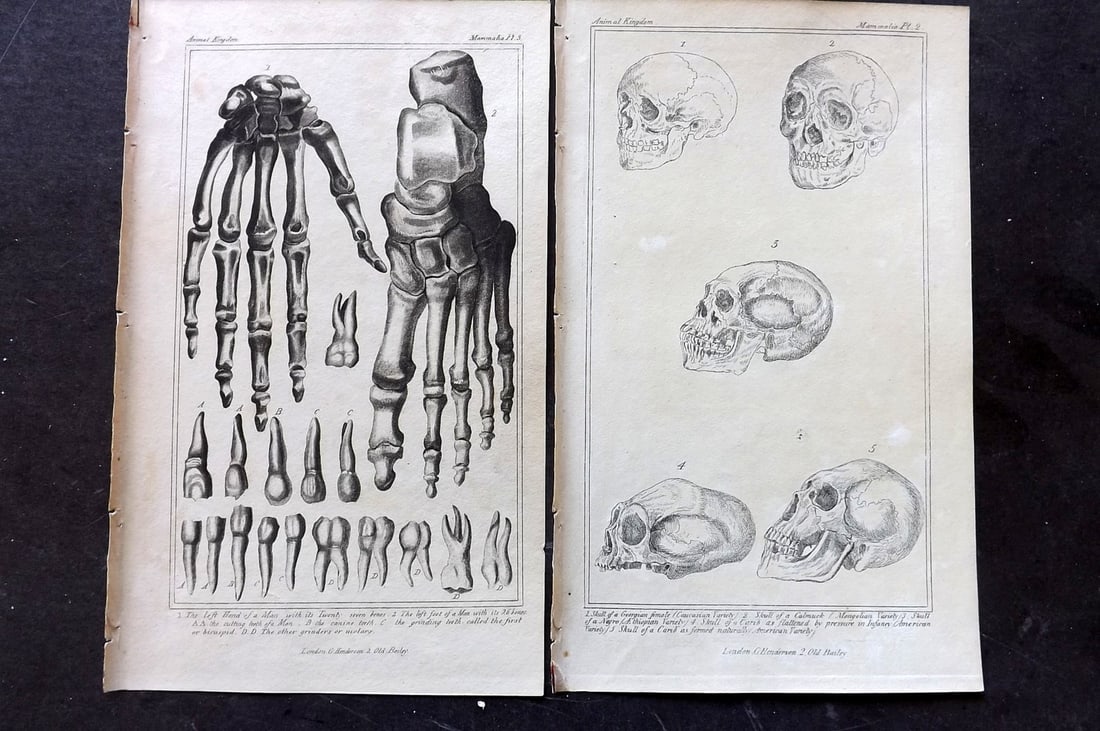 Cuvier, Baron 1837 Pair of Antique Anatomy Prints: Aquatint & Etchings/Engraving Published 1834-37, London for "The Animal Kingdom" by the Baron Georges Cuvier. Paper Size: 8 x 5 inch (21 x 13cm) Very minor toning in parts. Good Condition