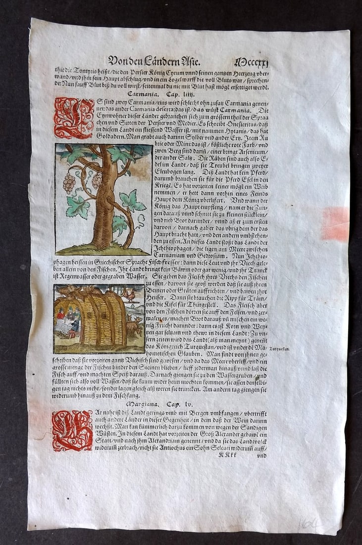 Munster, Sebastian 1588 Early Hand Col Woodcut. Tree & Village Scene (1 of 1)