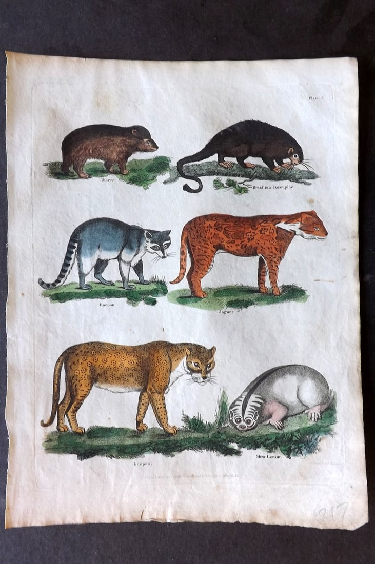 Buffon & Smellie 1817 Hand Colored Print. Leopard, Jaguar, Porcupine, Tanrec, Lemur: Hand Colored Copper Plate Published 1817 by Thomas Kelly, London for "A Natural History, General and Particular..." by The Comte de Buffon and William Smellie. Paper Size: 10.5 x 8 inch (27 x 21cm) Go