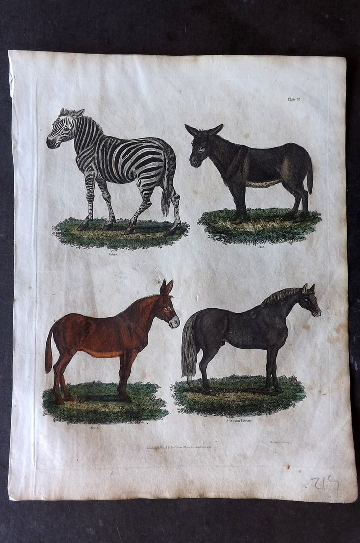 Buffon & Smellie 1817 Hand Colored Print. Zebra, Ass, Mule, Arabian Horse (1 of 1)