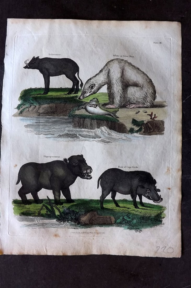 Buffon & Smellie 1817 Hand Colored Print. Polar Bear, Hippo, Boar of Cape Verde, Baburoussa: Hand Colored Copper Plate Published 1817 by Thomas Kelly, London for "A Natural History, General and Particular..." by The Comte de Buffon and William Smellie. Paper Size: 10.5 x 8 inch (27 x 21cm) Go